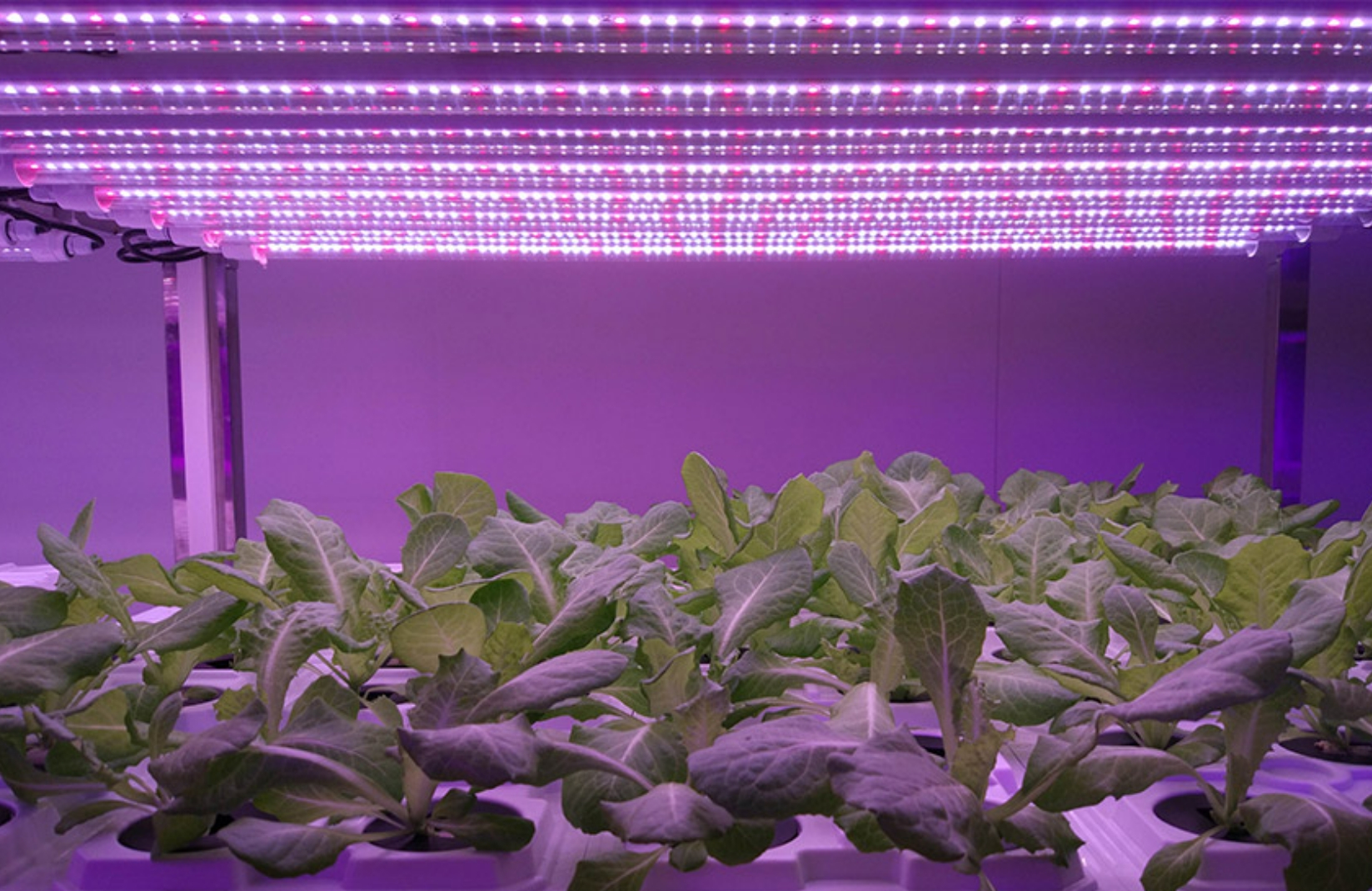 Toepassing van LED -plantverlichting in China